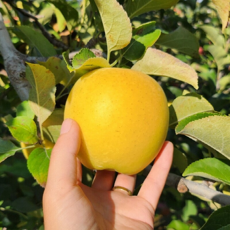 정선사과 강원도 임계 사과 햇사과 꿀사과 가정용 부사 3kg