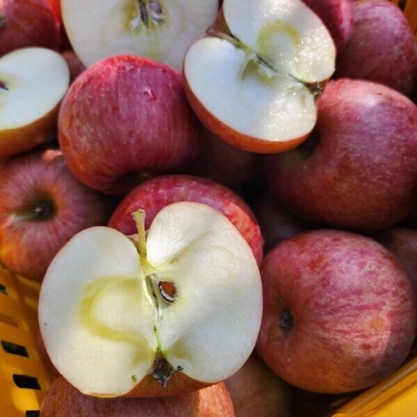 정선사과 강원도 임계 사과 햇사과 꿀사과 가정용 부사 5kg